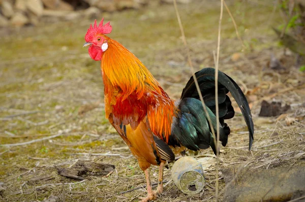 Schöner Hahn in Ölpalmenplantage — Stockfoto