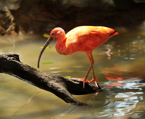 Primer plano de pájaro rojo escarlata ibis —  Fotos de Stock