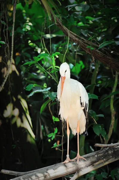 Close up of White Stork — Stock Photo, Image