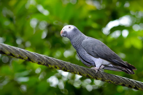 Närbild på Timneh grå papegoja (Psittacus timneh) — Stockfoto