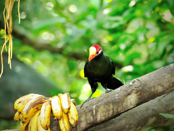 Nahaufnahme des violetten Turaco-Vogels (musophaga violacea)) — Stockfoto