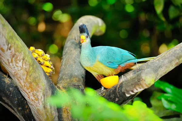 大蓝 Turaco 的特写 — 图库照片