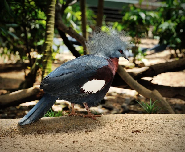 Close up of Victoria Crowned Pigeon — Stock Photo, Image