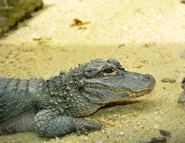 Chinese Alligator (Yangtze Alligator) — Stockfoto