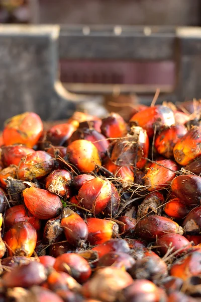 Primer plano de frutas frescas de palma aceitera, enfoque selectivo . — Foto de Stock