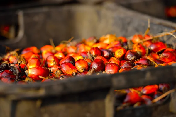 Close up of fresh oil palm fruits, selective focus. — Stock Photo, Image