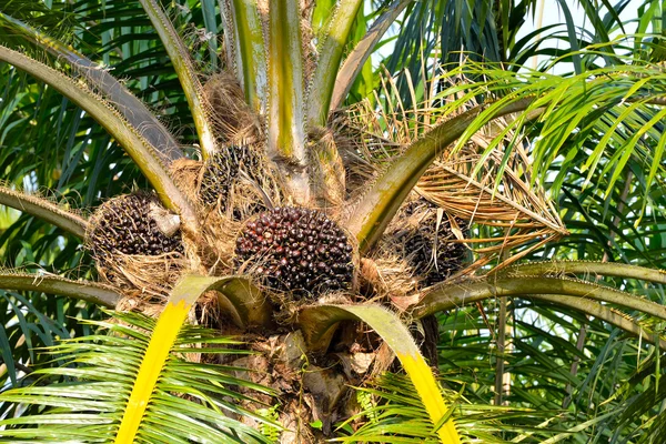 Primo piano di frutti di palma da olio freschi, attenzione selettiva . — Foto Stock