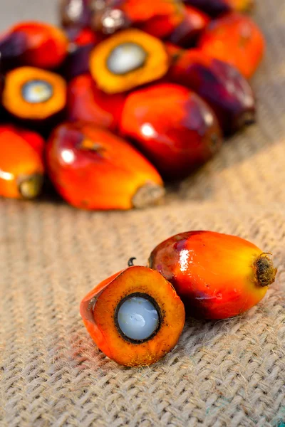 Primo piano di frutti di palma da olio freschi, attenzione selettiva . — Foto Stock