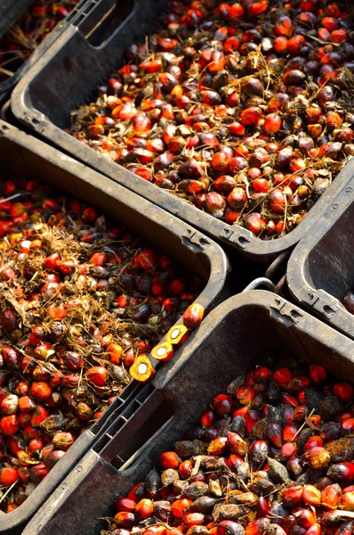 Primer plano de frutas frescas de palma aceitera, enfoque selectivo . — Foto de Stock