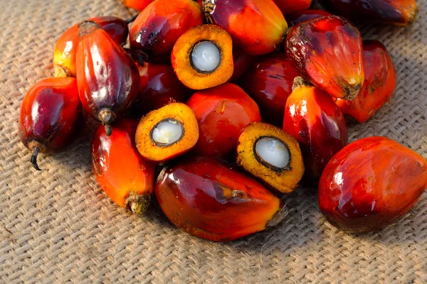 Close up de frutos de palma de óleo fresco, foco seletivo . — Fotografia de Stock