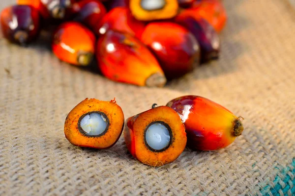 Primer plano de frutas frescas de palma aceitera, enfoque selectivo . —  Fotos de Stock