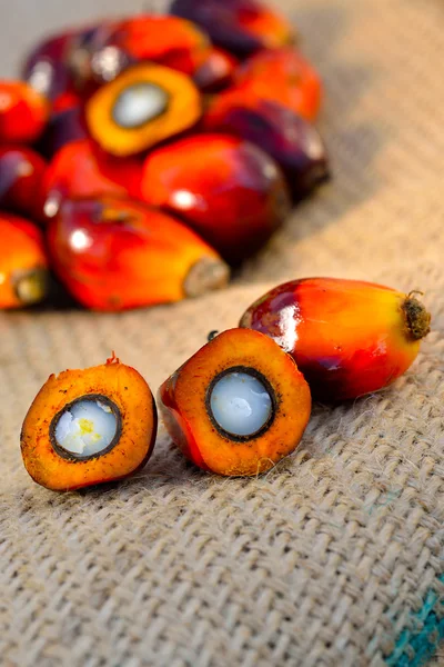 Zbliżenie świeży olej palmowy owoce, selektywne focus. — Zdjęcie stockowe