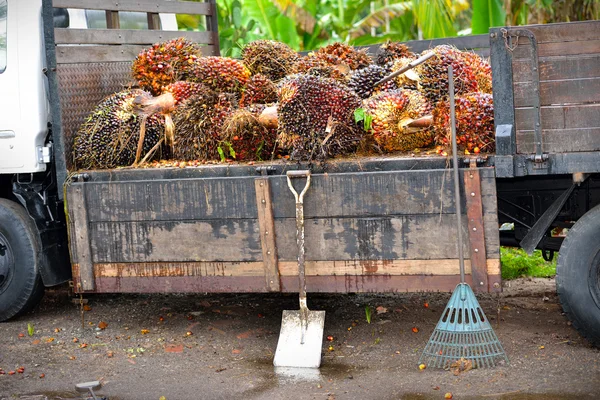 Primer plano de frutas frescas de palma aceitera, enfoque selectivo . — Foto de Stock