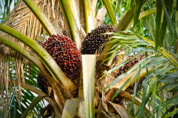 Gros plan sur les fruits frais de palme à huile, focus sélectif . — Photo