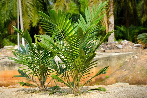 Plantación de palma aceitera en Malasia —  Fotos de Stock