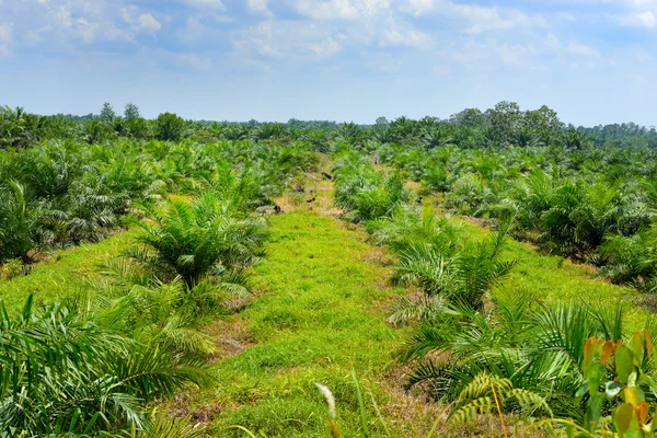 Plantación de palma aceitera en Malasia — Foto de Stock