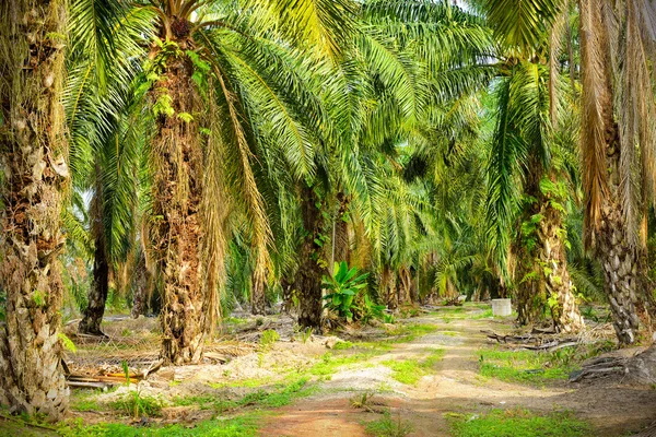 Olej palmowy plantacji w Malezji — Zdjęcie stockowe
