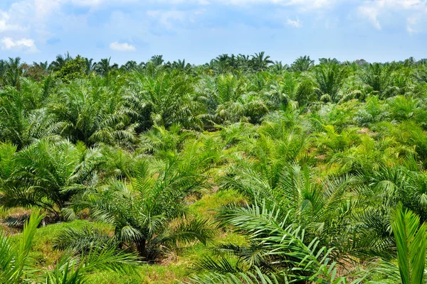 Ölpalmenplantage in Malaysia — Stockfoto