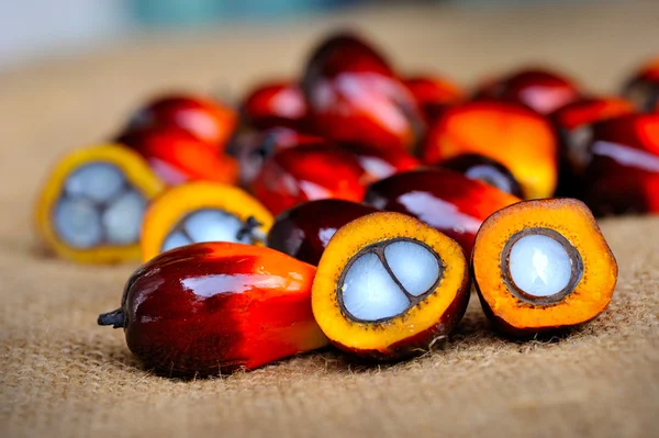 Close up of fresh oil palm fruits, selective focus. — Stock Photo, Image