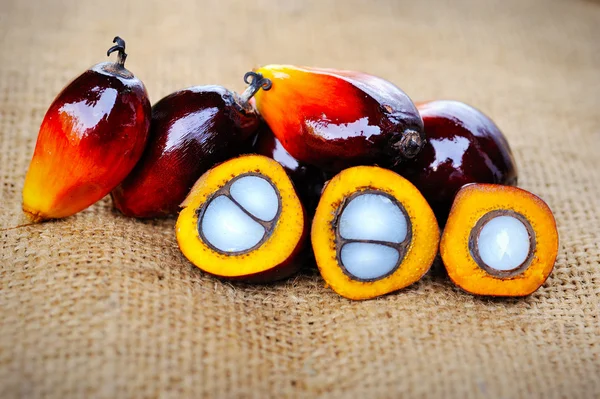 Close up de frutos de palma de óleo fresco, foco seletivo . — Fotografia de Stock