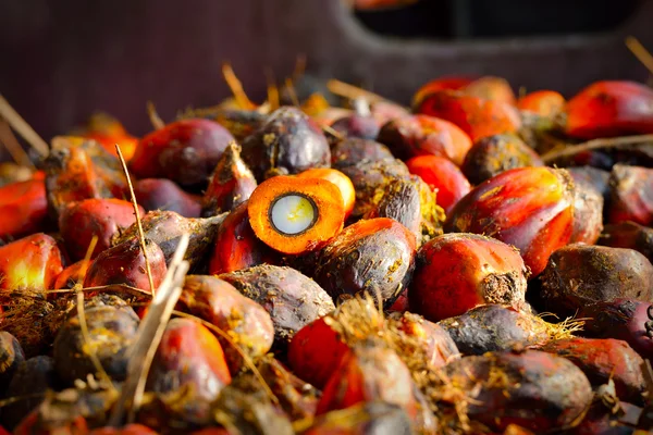 Närbild på färska oljepalmens frukter, selektiv inriktning. — Stockfoto