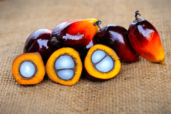 Close up de frutos de palma de óleo fresco, foco seletivo . — Fotografia de Stock