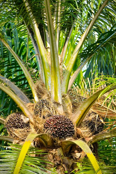 Primer plano de frutas frescas de palma aceitera, enfoque selectivo . — Foto de Stock