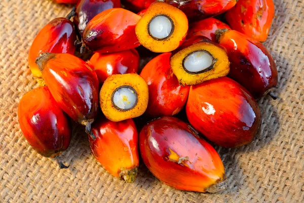 Close up de frutos de palma de óleo fresco, foco seletivo . — Fotografia de Stock