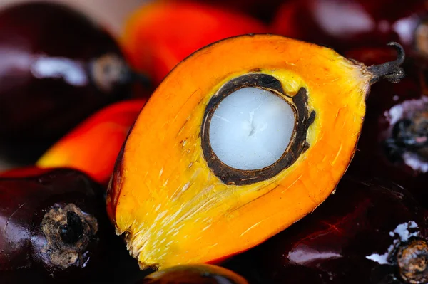 Close up of fresh oil palm fruits, selective focus. — Stock Photo, Image