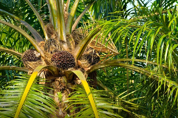 Gros plan sur les fruits frais de palme à huile, focus sélectif . — Photo