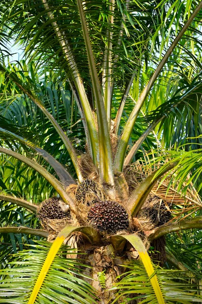 Gros plan sur les fruits frais de palme à huile, focus sélectif . — Photo