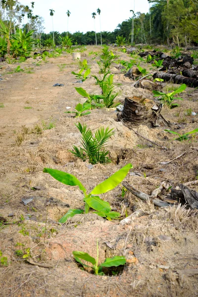 lukisan kebun getah