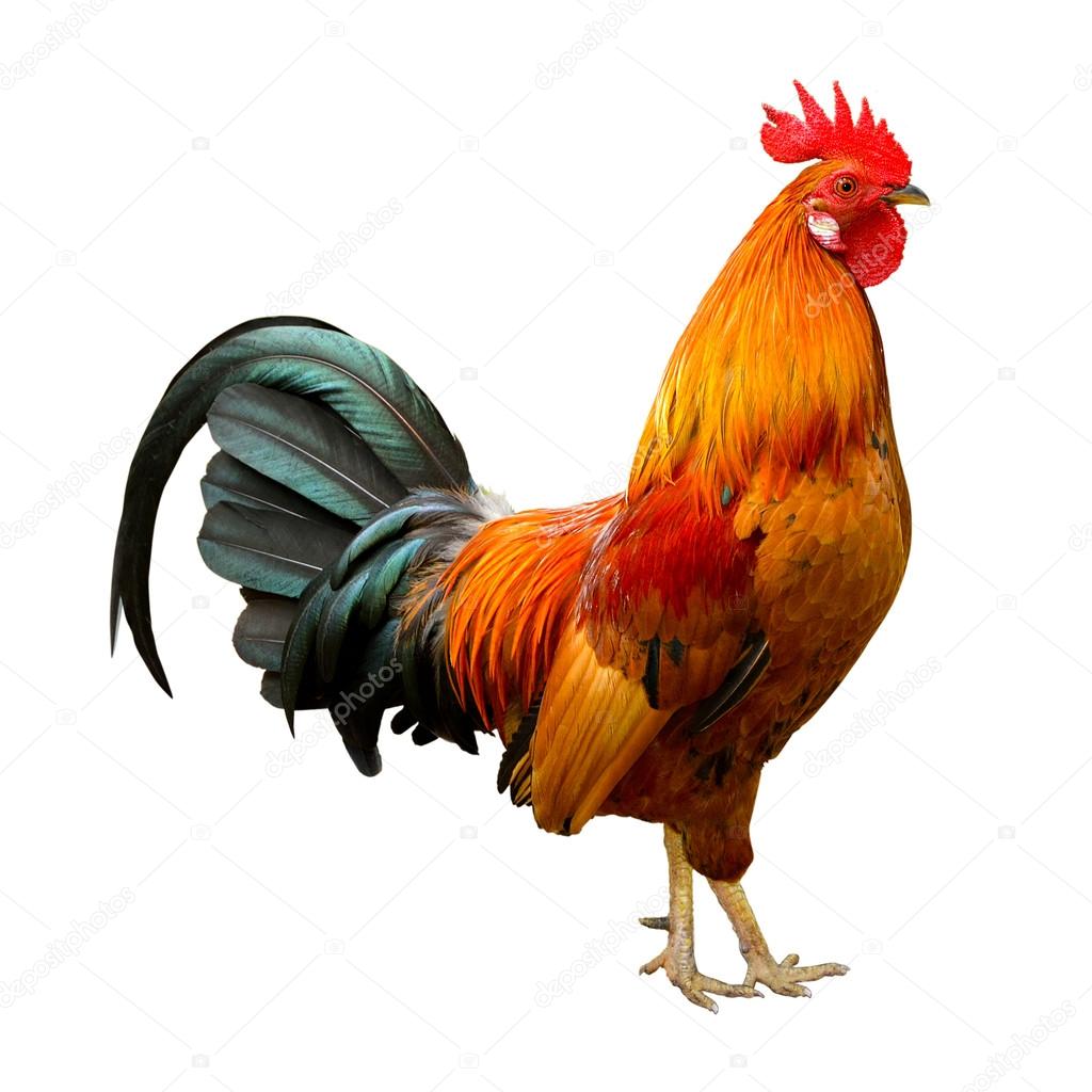 Beautiful rooster isolated on white background.