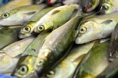 Taze çiğ süt balık