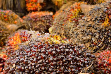 palmiye yağı taze meyve