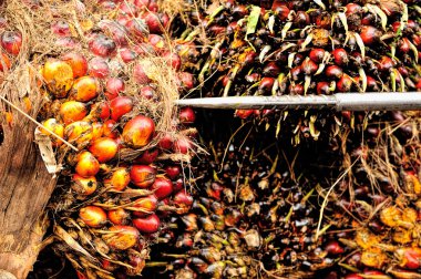 palmiye yağı taze meyve