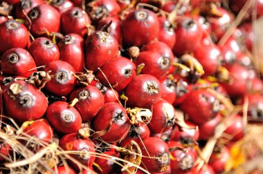 palmiye yağı taze meyve