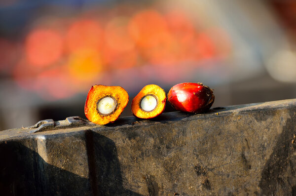 Fresh oil palm fruits