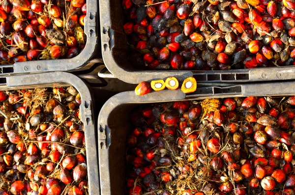 Färsk olja palm frukt — Stockfoto