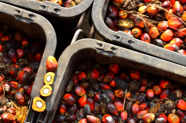 Frutos frescos de palma aceitera — Foto de Stock