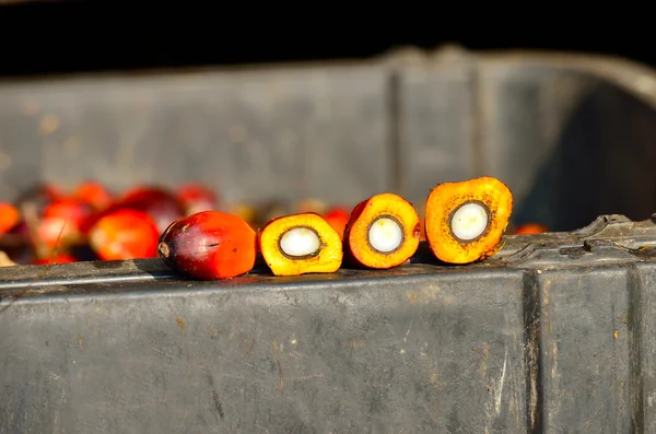 Frische Ölpalmenfrüchte — Stockfoto