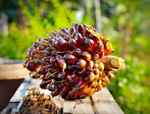 Frutos frescos de palma aceitera — Foto de Stock