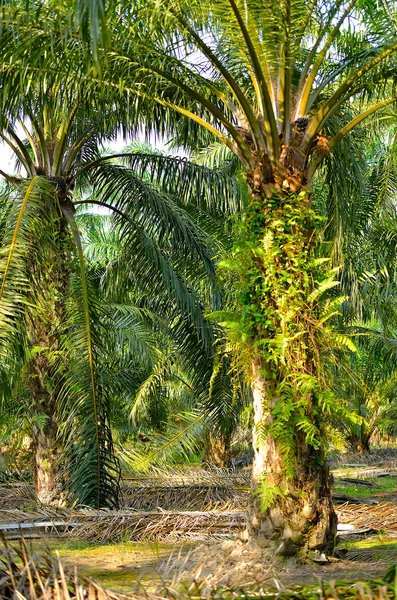 Olja palm plantation — Stockfoto