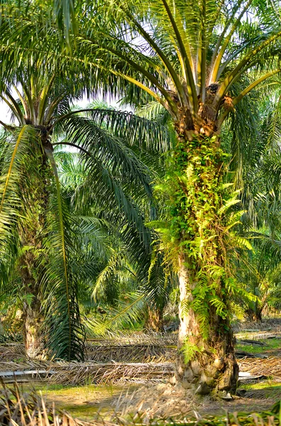 Plantacji oleju palmowego — Zdjęcie stockowe