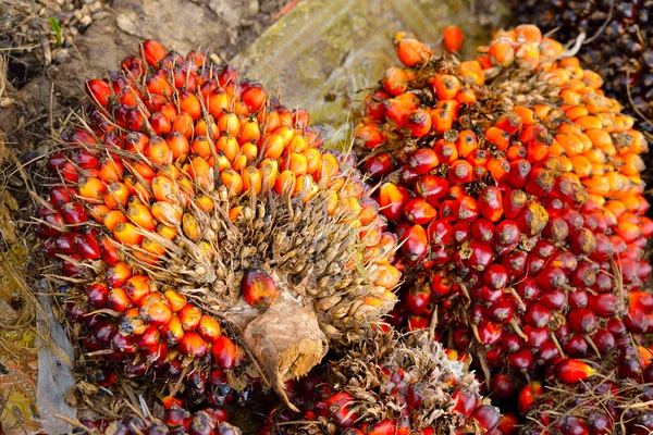 Färsk olja palm frukt — Stockfoto