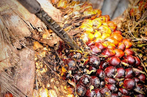 Färsk olja palm frukt — Stockfoto