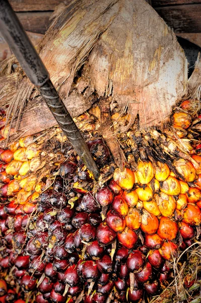 Huile de palme fraîche — Photo