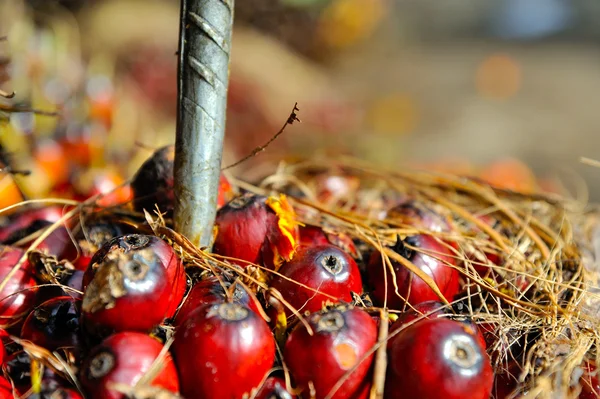 Frutos frescos de palma aceitera — Foto de Stock