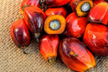 palmiye yağı taze meyve