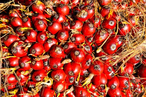 Owoce świeżej oleju palmowego — Zdjęcie stockowe